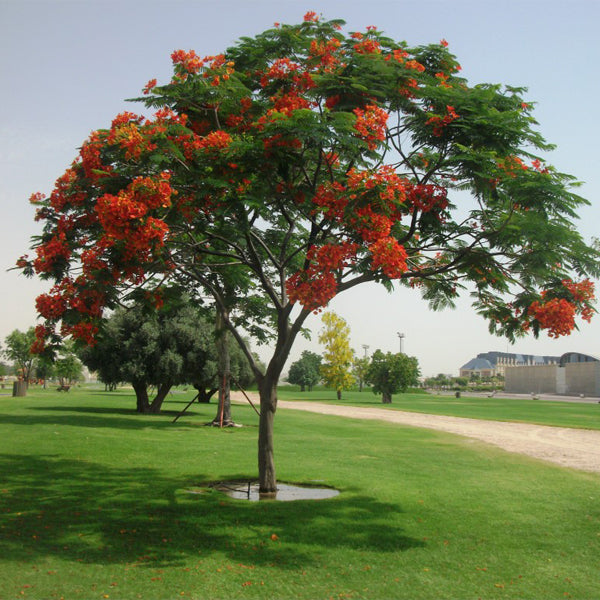 Delonix Regia (Flame tree- Royal poinciana- Flamboyant)