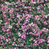 Tropical wonderland artificial green wall