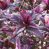 Pseuderanthemum atropurpureum (Purple False Eranthemum)