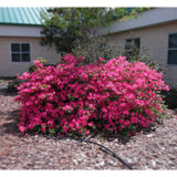 Rhododendron ponticum (Azalea)