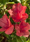 Rhododendron spp (azaleas)