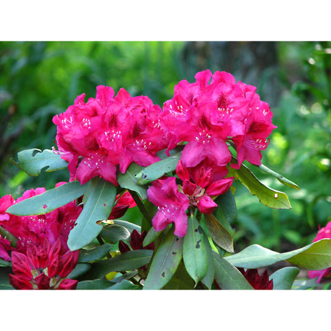 Rhododendron ponticum (Azalea)