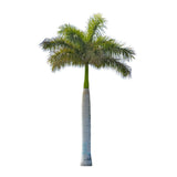 Roystonea regia (Royal Palm)