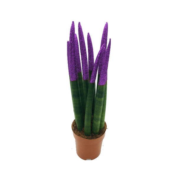 purple