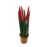 Dracaena angolensis - Sansevieria cylindrical (cylindrical snake plant, African spear)