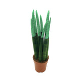 Dracaena angolensis - Sansevieria cylindrical (cylindrical snake plant, African spear)