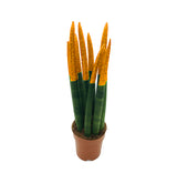 dracaena angolensis Dracaena angolensis