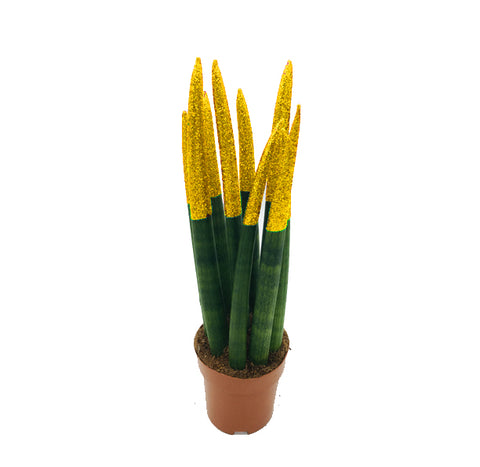 Dracaena angolensis - Sansevieria cylindrical (cylindrical snake plant, African spear)