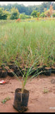 Pennisetum Green shrub