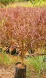 Pennisetum purple shrub