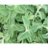 Thymus vulgaris " Thyme "