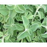 Thymus vulgaris " Thyme "