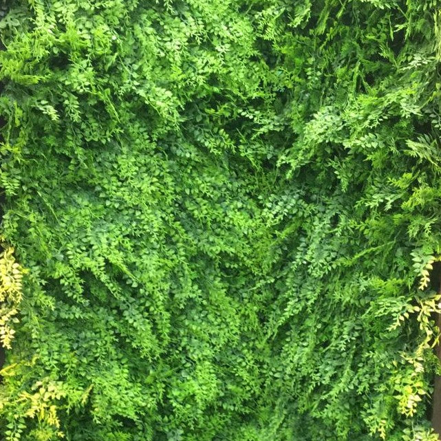 مغطيات نباتية صناعية - حدائق جدارية النباتات السرخسية 