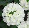 Verbena officinalis L. (Vervain)-winter annual