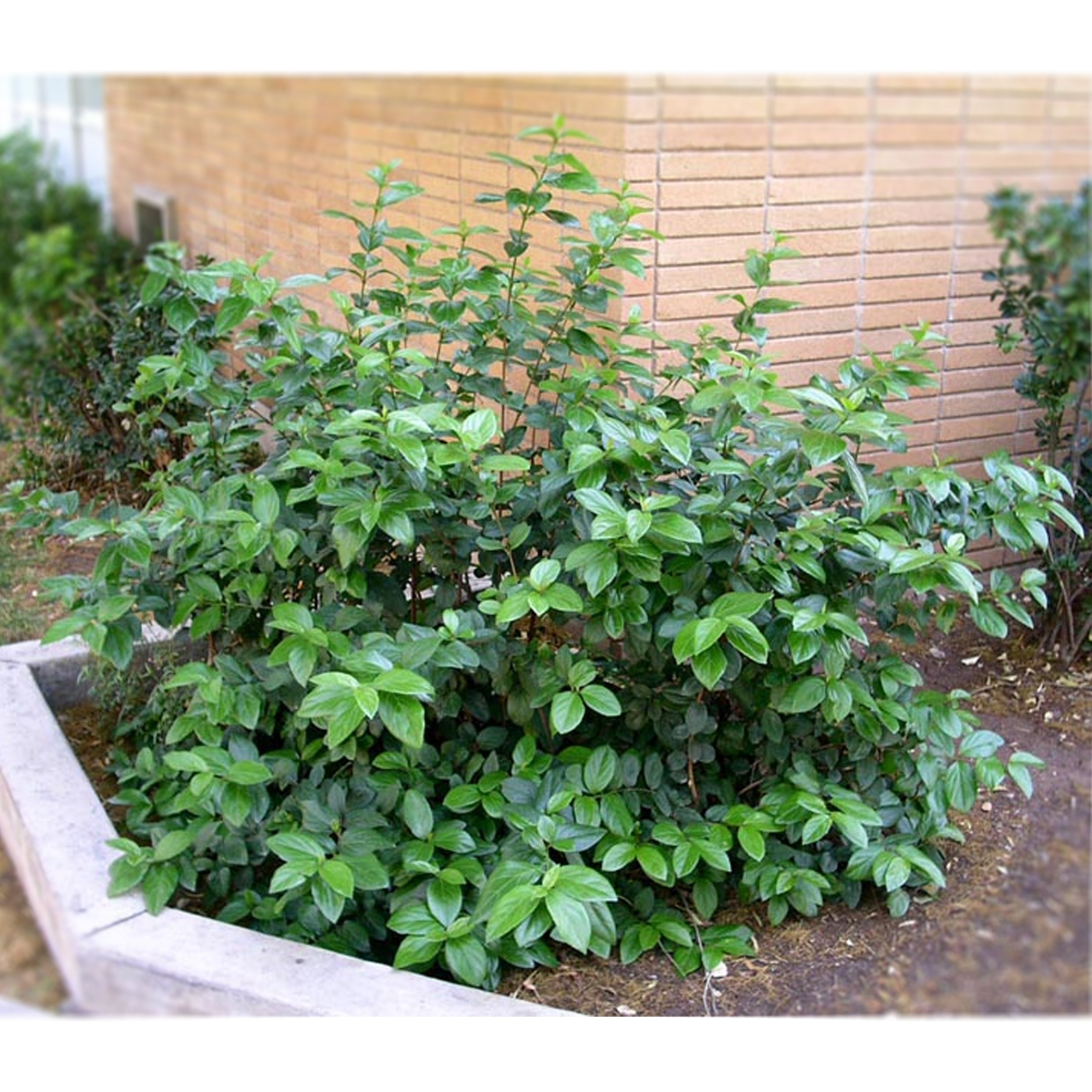 Viburnum Suspensum (Viburnum, Sandankwa Viburnum)