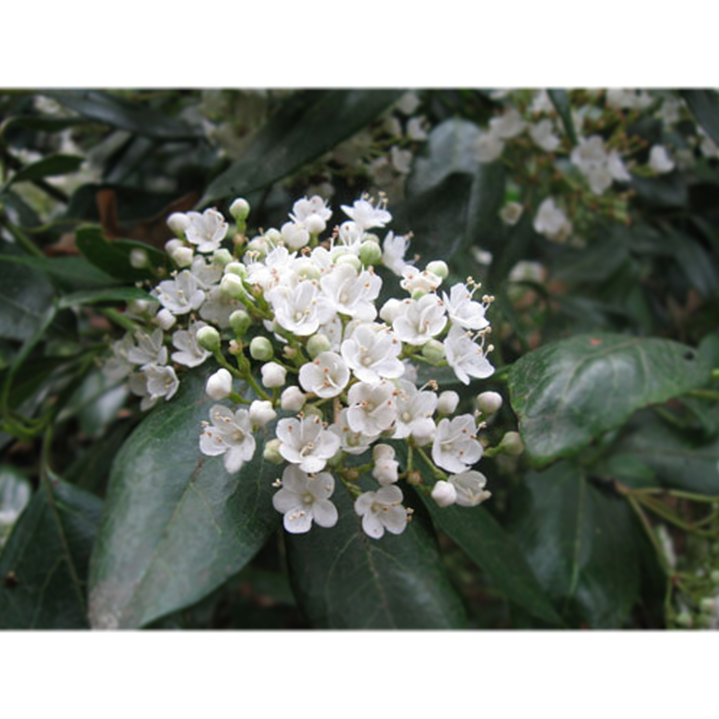 Viburnum Suspensum (Viburnum, Sandankwa Viburnum)