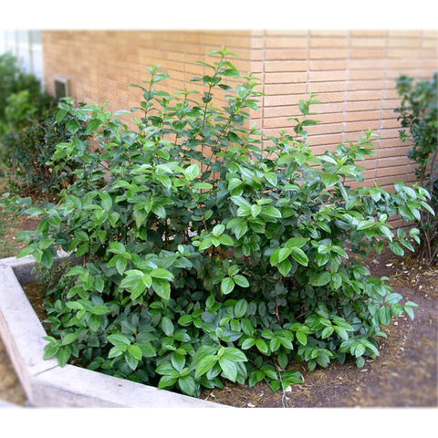 Viburnum Suspensum (Viburnum, Sandankwa Viburnum)