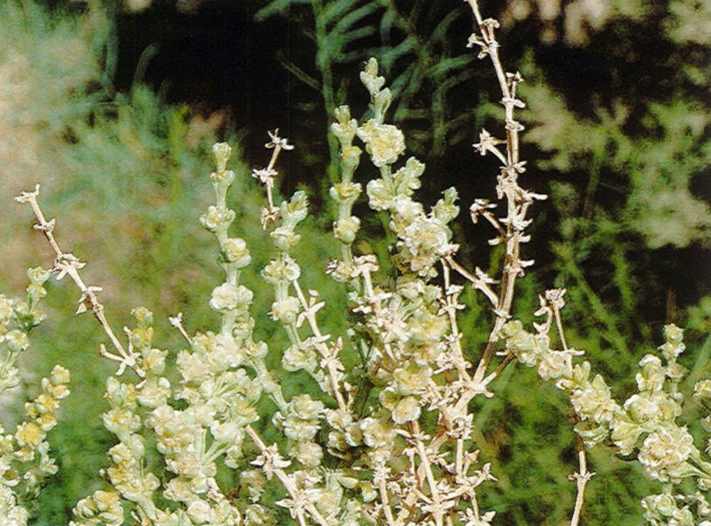 Anabasis Setifera