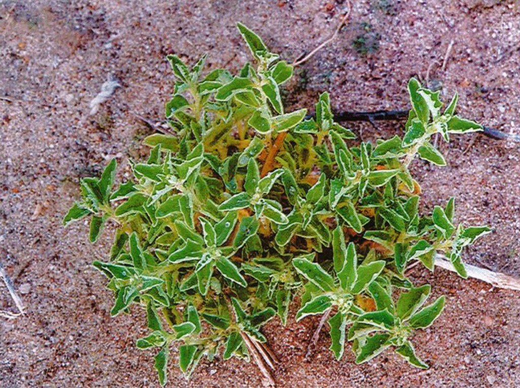 Atriplex Leucoclada