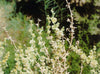 Anabasis Setifera