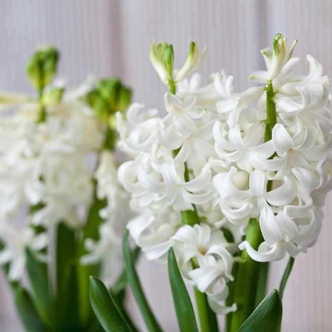 Hyacinthus orientalis cut flowers