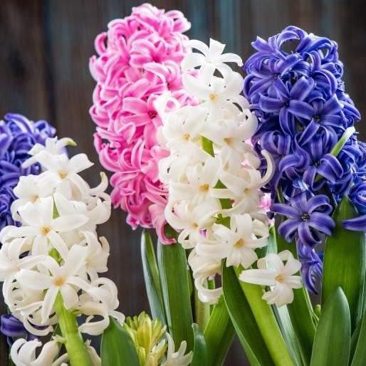 Hyacinthus orientalis cut flowers