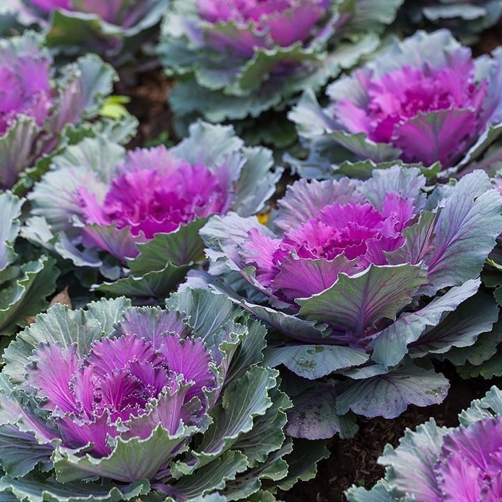 Brassica Oleracea Var. Acephala (Ornamental Cabbage)- Annual