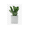 Zamioculcas zamiifolia (ZZ plant, aroid palm)
