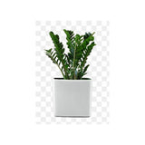 Zamioculcas zamiifolia (ZZ plant, aroid palm)