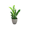 Zamioculcas zamiifolia (ZZ plant, aroid palm)