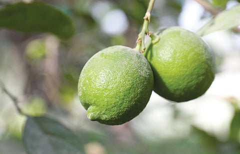 Citrus X lemon (Lemon) - Bin zahir grafted local cultivar of Saudi Arabia