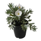 Convolvulus cneorum (The Silverbush)