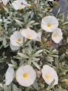 Convolvulus cneorum (The Silverbush)