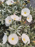 Convolvulus cneorum (The Silverbush)