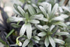 Convolvulus cneorum (The Silverbush)