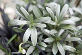 Convolvulus cneorum (The Silverbush)