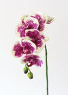Phalaenopsis mix ( Moth orchids)