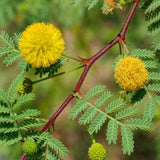Acacia  arabica (Indian gum)