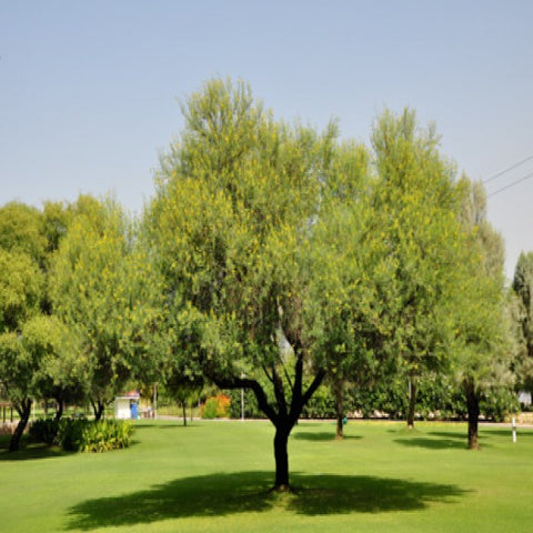 Acacia  arabica (Indian gum)