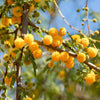 Acacia farnesiana (sweet acacia)
