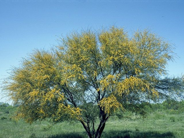 Acacia farnesiana (sweet acacia)