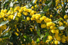 Acacia saligna (Golden wreath wattle)