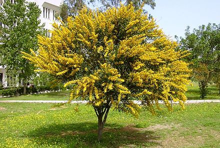 Acacia saligna (Golden wreath wattle)