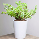 Portulacaria afra (elephant bush, dwarf jade plant)