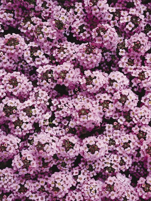 Lobularia maritime (sweet alyssum)-winter annuals