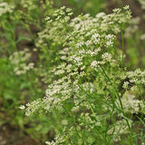 Pimpinella anisum-Anise Seeds-Italy