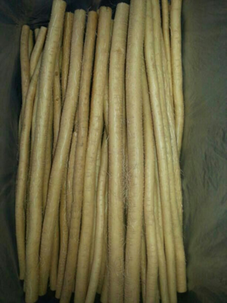 Salvadora Persica  (miswak)