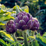 Cynara cardunculus var. scolymus-Artichoke Seeds-Italy
