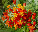 Asclepias curassavica (blood flower)