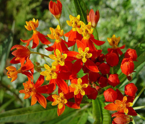 Asclepias curassavica (blood flower)